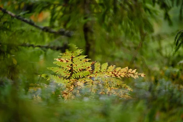 Queima de folhas de samambaia vermelha no outono ensolarado seco — Fotografia de Stock