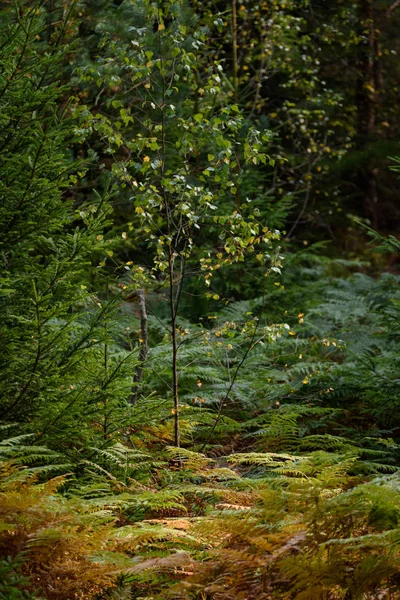 Bränna röda ormbunke lämnar torra soliga hösten — Stockfoto