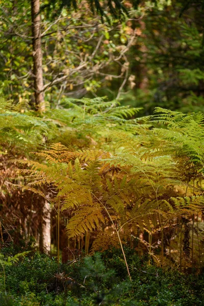 Verbrennung roter Farnblätter im trockenen, sonnigen Herbst — Stockfoto