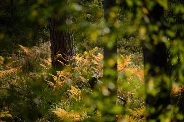 Палаюче червоне листя берези в суху сонячну осінь — стокове фото