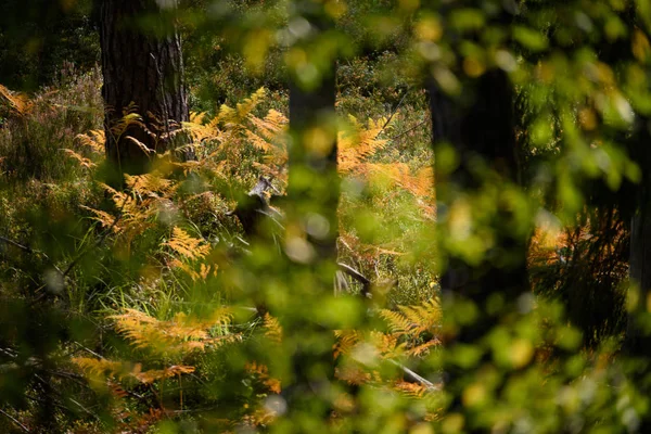 Горящие листья красной березы в сухую солнечную осень — стоковое фото