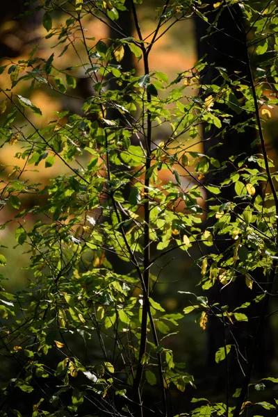 Bruciando foglie di betulla rossa in autunno soleggiato secco — Foto Stock