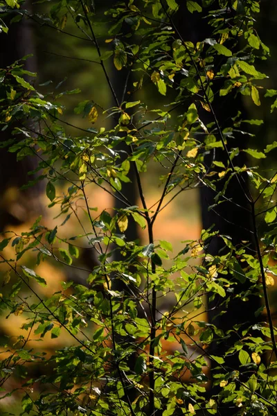 yanan kırmızı huş ağacı içinde kuru güneşli sonbahar yaprakları