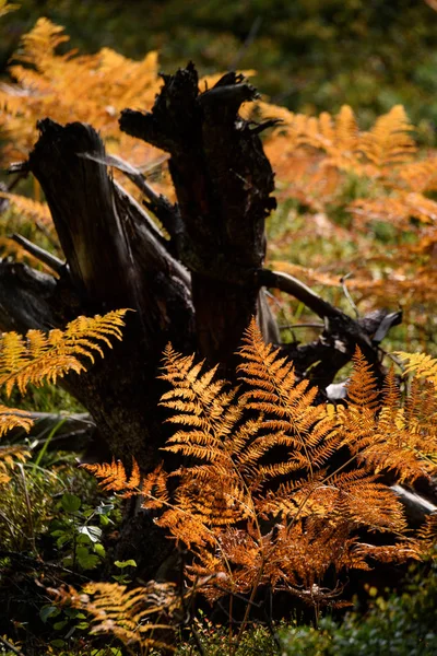 Bruciando foglie di felce rossa in autunno secco e soleggiato con legno vecchio e secco — Foto Stock