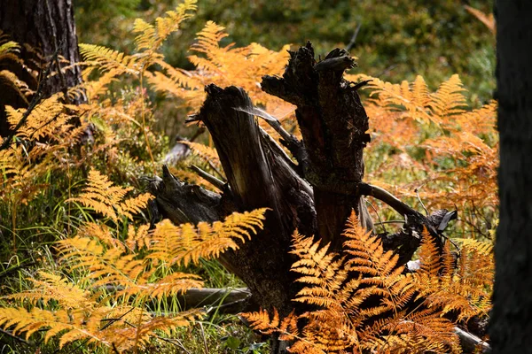 Verbrennung roter Farnblätter im trockenen, sonnigen Herbst mit altem, trockenem Holz — Stockfoto