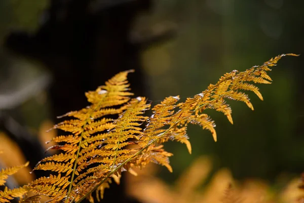 Bruciando foglie di felce rossa in autunno soleggiato secco — Foto Stock