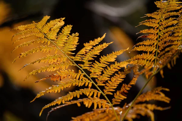 Verbrennung roter Farnblätter im trockenen, sonnigen Herbst — Stockfoto