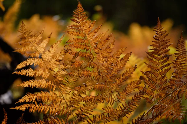 Bruciando foglie di felce rossa in autunno soleggiato secco — Foto Stock