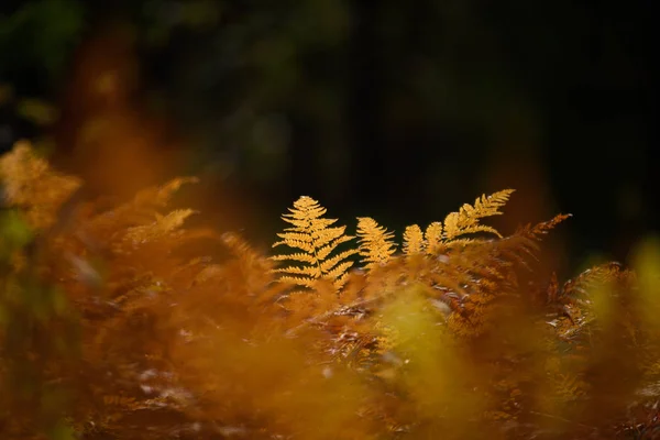 Verbrennung roter Farnblätter im trockenen, sonnigen Herbst — Stockfoto