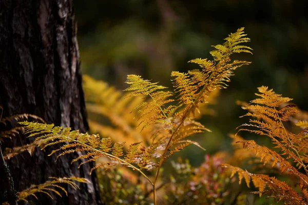 Verbrennung roter Farnblätter im trockenen, sonnigen Herbst — Stockfoto
