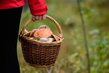 young woman in red jacket enjoying nature in forest. Latvia clipart