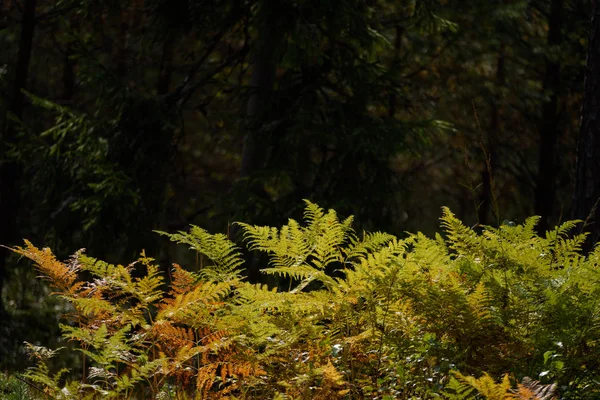 Száraz, napos őszi levelek égő vörös páfrány — Stock Fotó