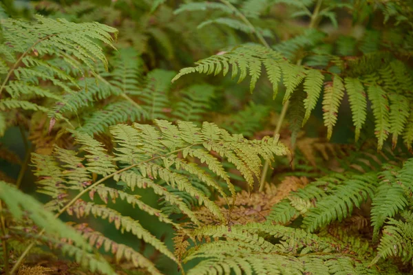 Branden van de rode fern verlaat in droge zonnige herfst — Stockfoto