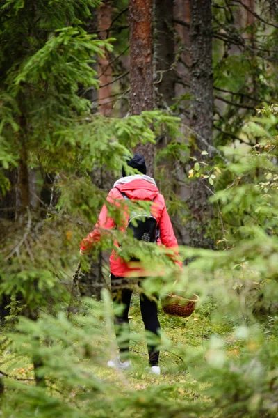 ormandaki doğanın keyfini kırmızı ceketli genç kadın. Letonya