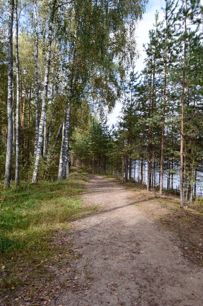 Landsväg i skog — Stockfoto