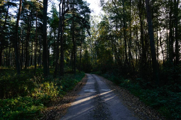 Venkovské silnici v lese — Stock fotografie