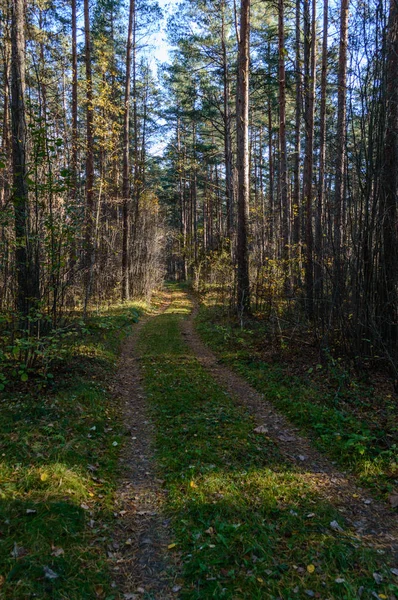 Landweg in het bos — Stockfoto