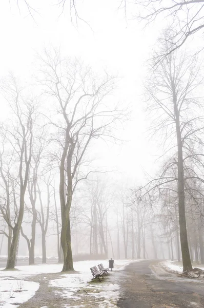 karlı kış şehir parkı sis içinde