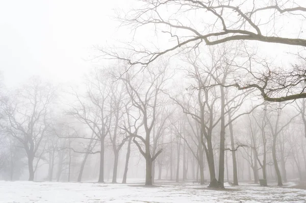 karlı kış şehir parkı sis içinde