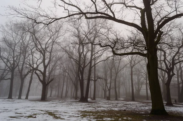 karlı kış şehir parkı sis içinde