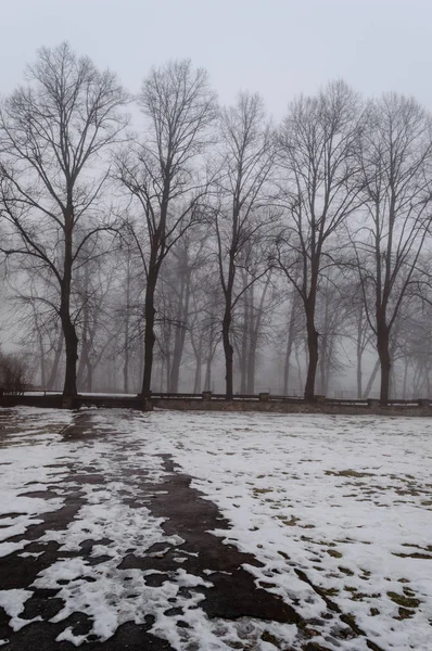 karlı kış şehir parkı sis içinde