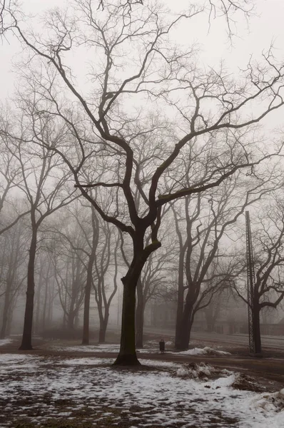 Havas téli Városliget ködben — Stock Fotó