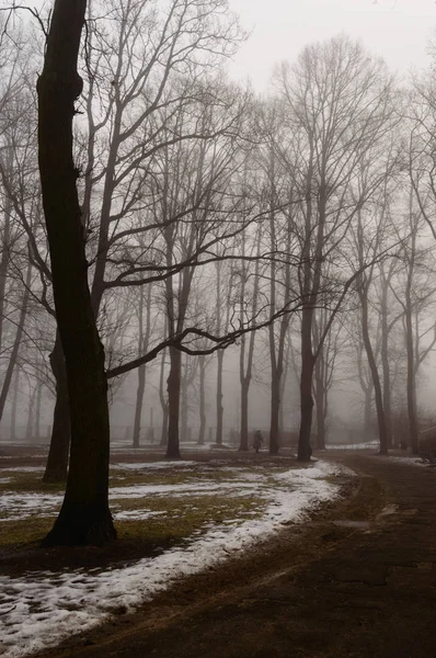 karlı kış şehir parkı sis içinde