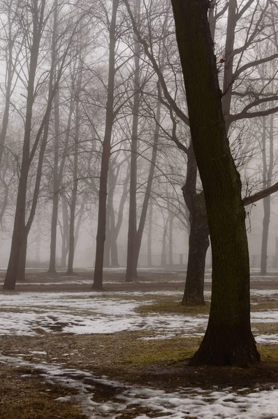 Karlı kış şehir parkı sis içinde — Stok fotoğraf
