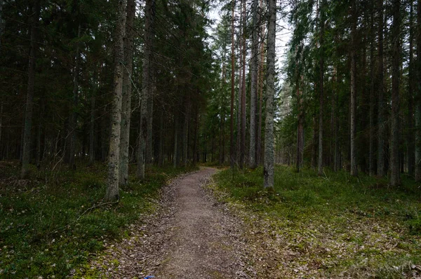 Route de campagne en forêt — Photo