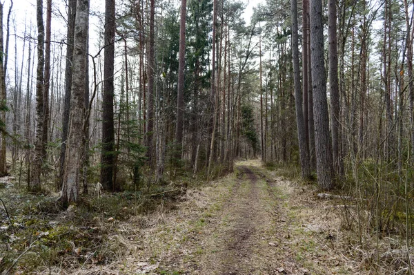Αγροτικός δρόμος στο δάσος — Φωτογραφία Αρχείου