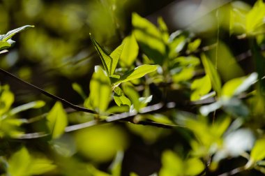 Sonbahar altın renkli yaprakları parlak güneş ışığı altında
