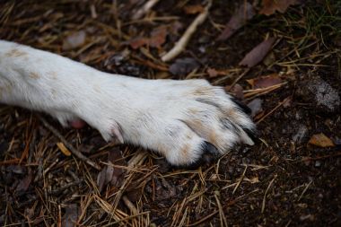 orman içinde mutlu köpek paws