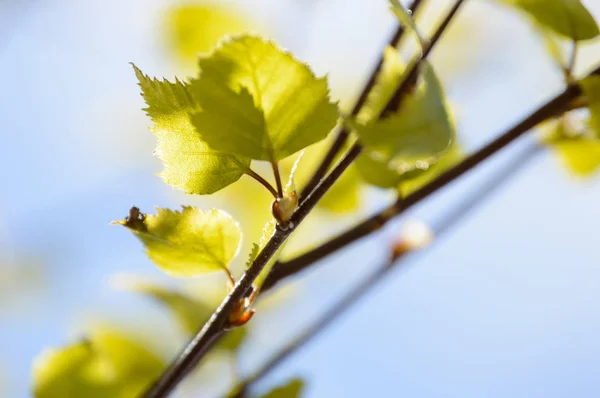 Autunno foglie color oro in piena luce solare — Foto Stock