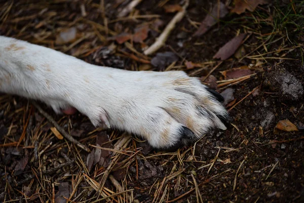 orman içinde mutlu köpek paws