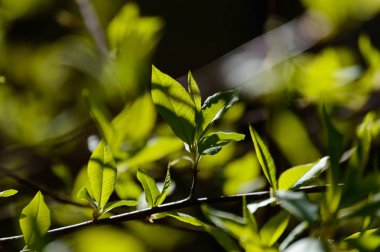 Sonbahar altın renkli yaprakları parlak güneş ışığı altında