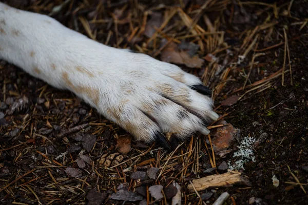 Happy dog paws in forest — Stock Photo, Image