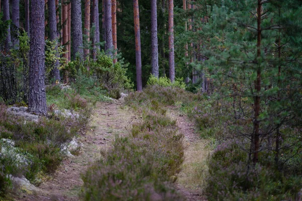 Camino del campo en el bosque — Foto de Stock