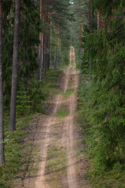 Camino del campo en el bosque — Foto de Stock