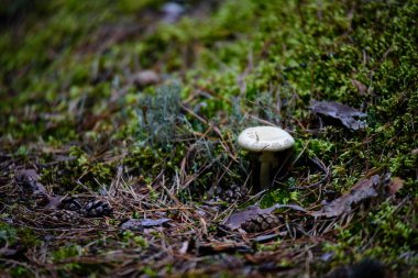 yeşil zemin üzerine mantar 