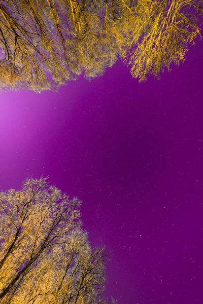 Cielo nocturno con estrellas en invierno noche con árboles — Foto de Stock