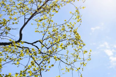 Sonbahar altın renkli yaprakları parlak güneş ışığı altında