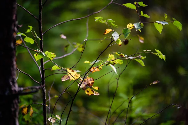 Autunno foglie color oro in piena luce solare — Foto Stock