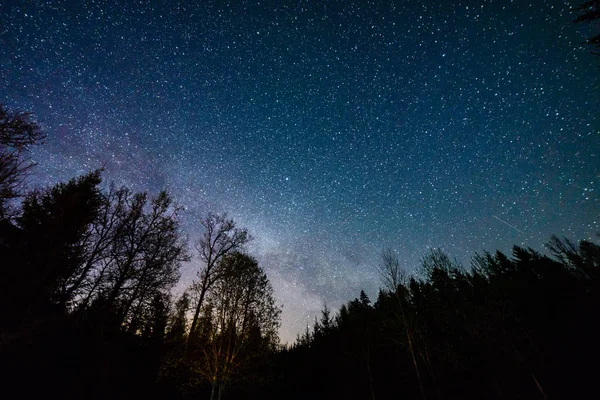 Colorida galaxia de la Vía Láctea vista en el cielo nocturno a través de árboles negros — Foto de Stock