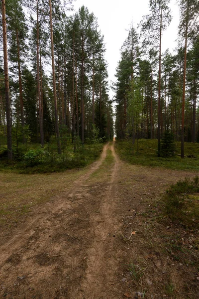 Деревенская дорога в лесу — стоковое фото