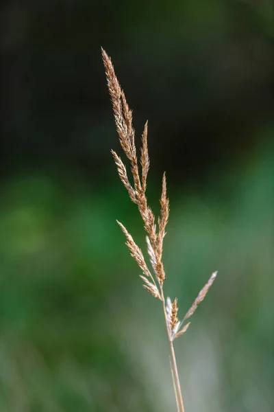 Autumn grass bents against green background — Stock Photo, Image