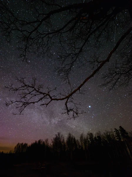 Galáxia forma leitosa colorido visto no céu noturno através de árvores negras — Fotografia de Stock