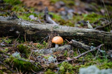 yeşil zemin üzerine mantar 