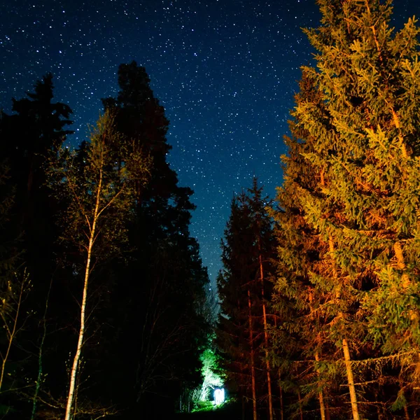 Cielo nocturno con estrellas en invierno noche con árboles — Foto de Stock