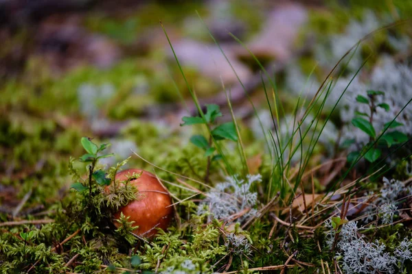 Gomba, zöld háttér — Stock Fotó