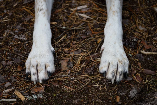 orman içinde mutlu köpek paws